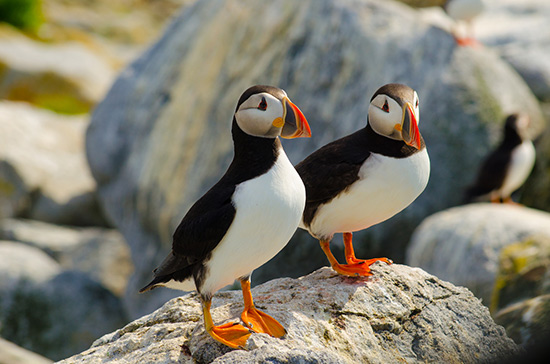 Two birds standing on a rock