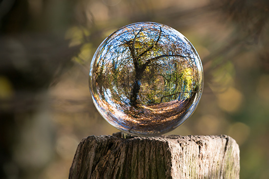 Tree globe
