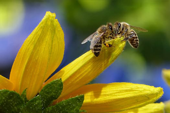 A photo of a bee on a flower