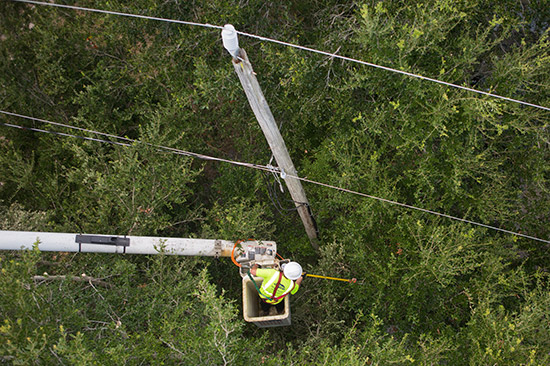 Man clearing trees