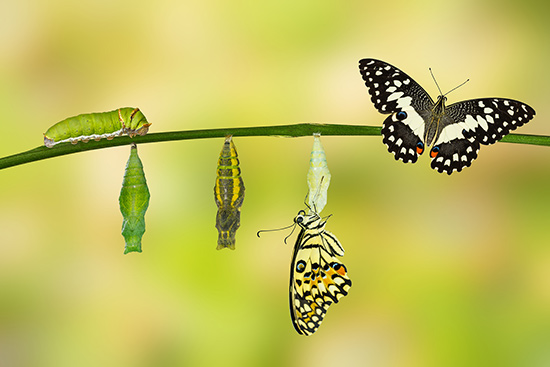 Transformation of butterfly