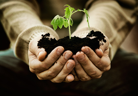 Garden Seeding