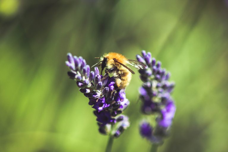 bee